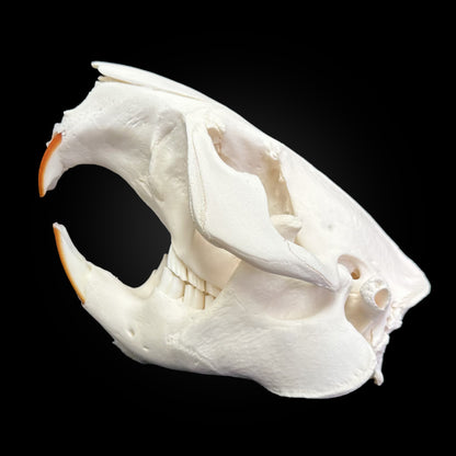 Crâne blanchi - Castor #CASTOR5