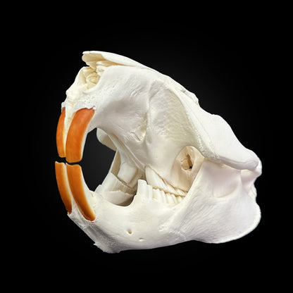 Crâne blanchi - Castor #CASTOR5