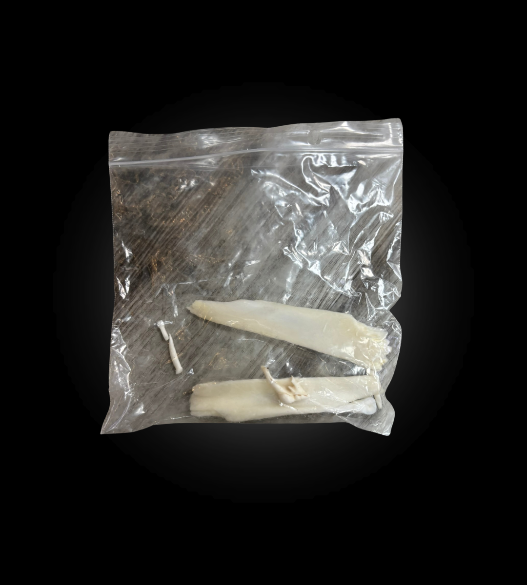 Bleached Skull - Muskox #0000769