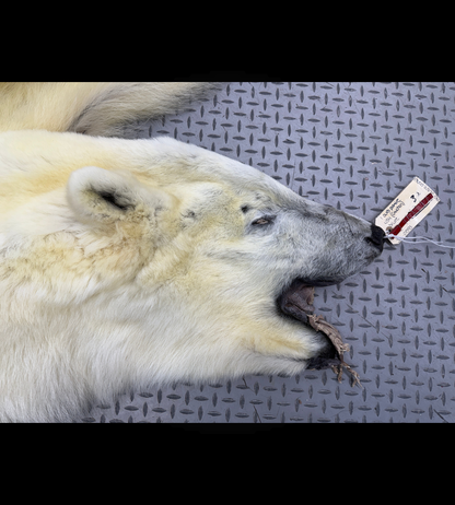 Peau - Ours Polaire #26328