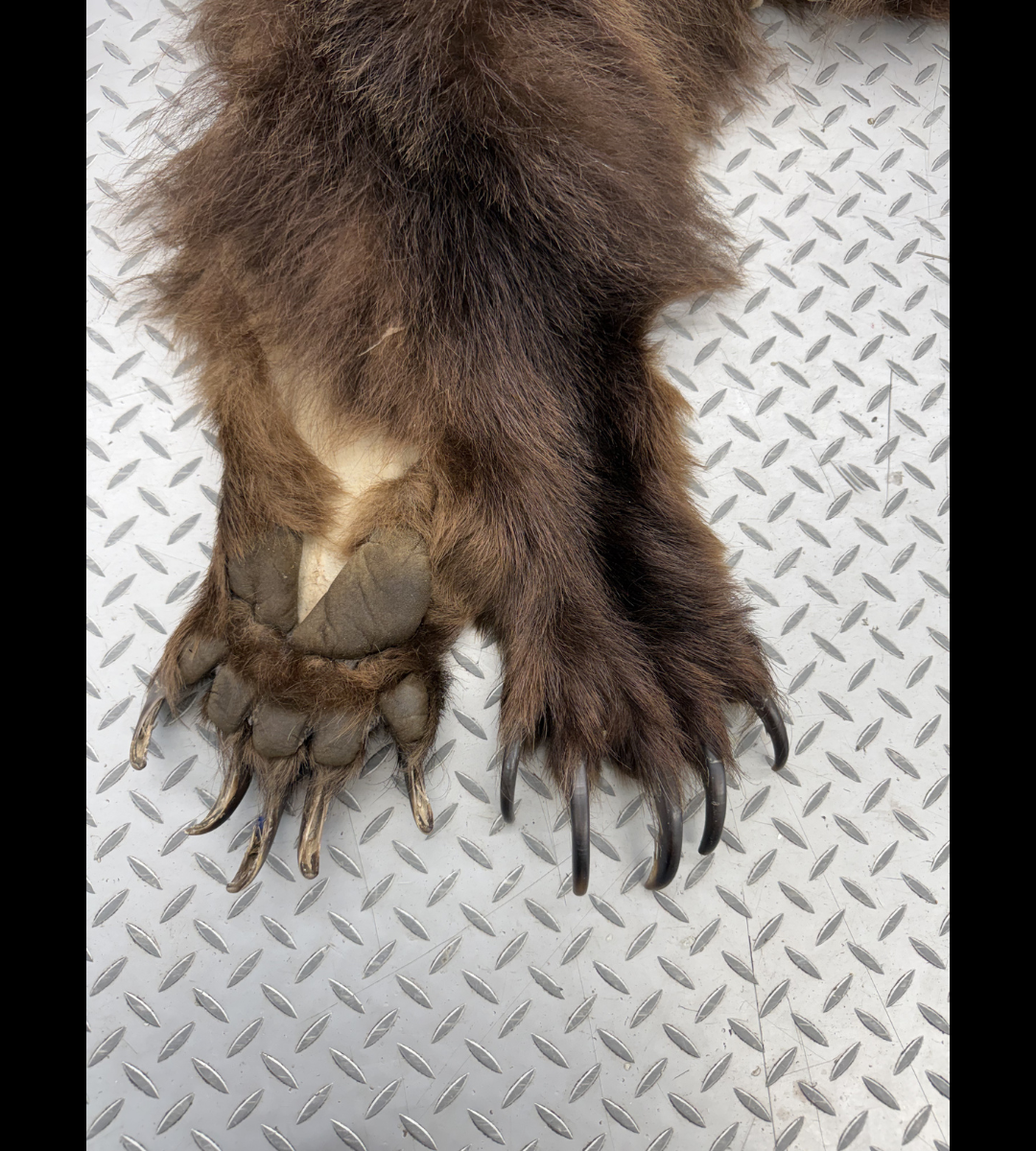 Dressed Skin - Grizzly #32576
