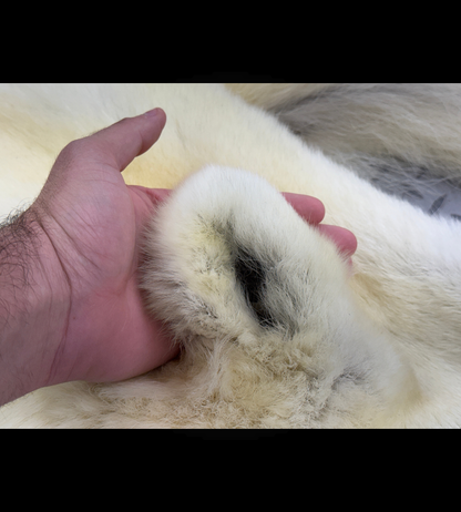 Peau - Ours Polaire #26328