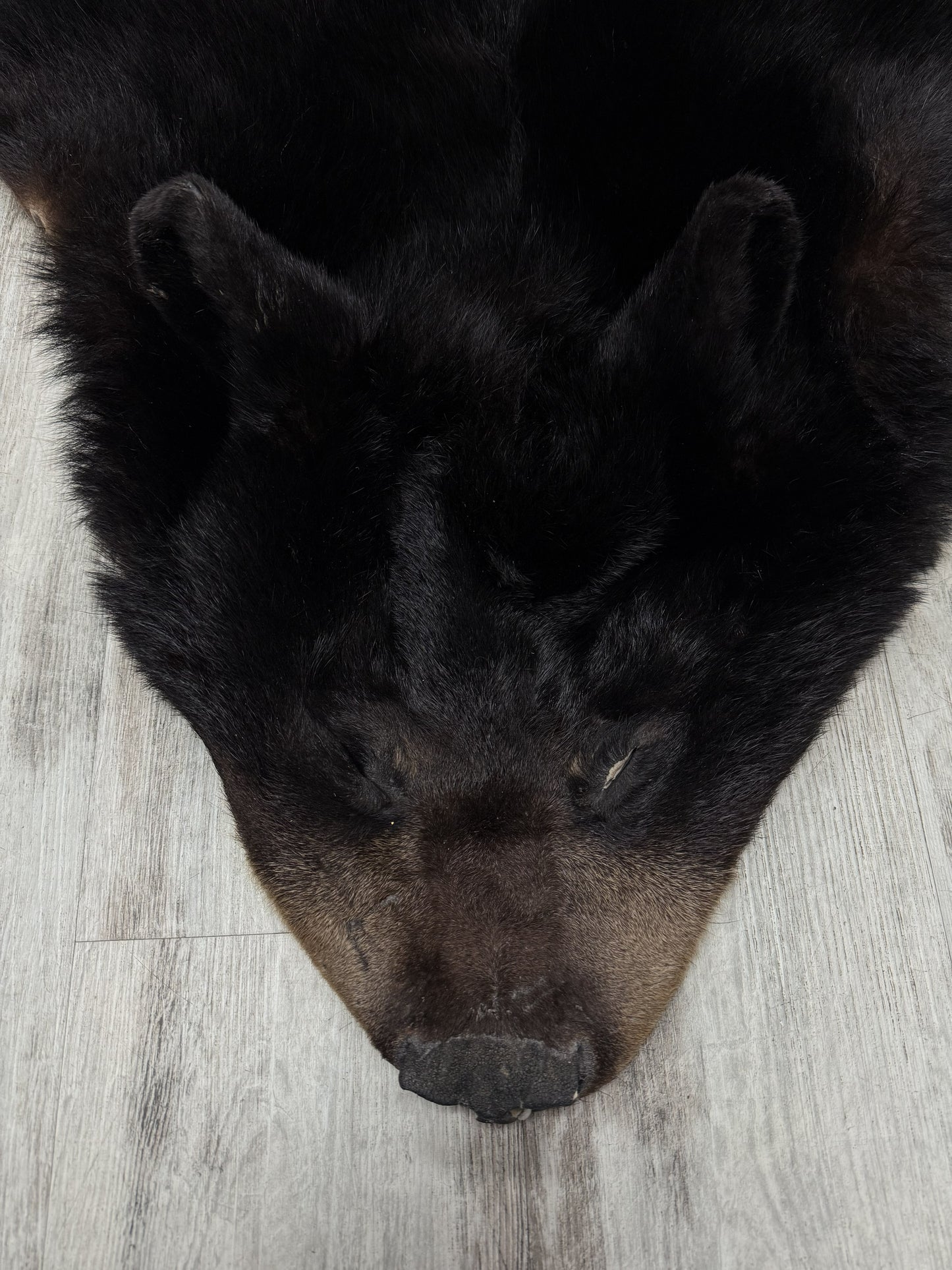 Peau - Ours noir #74953884-01