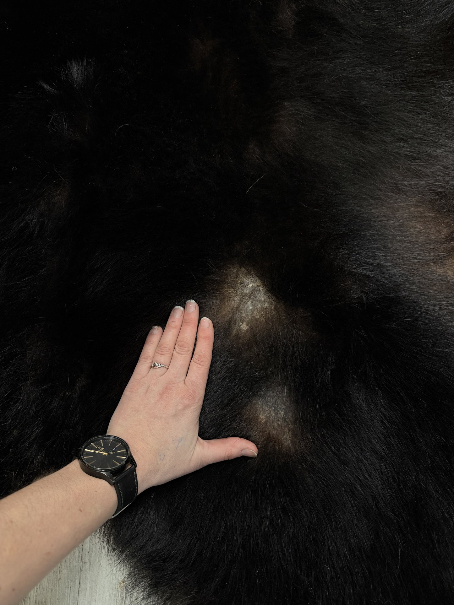 Peau - Ours noir #74953884-01