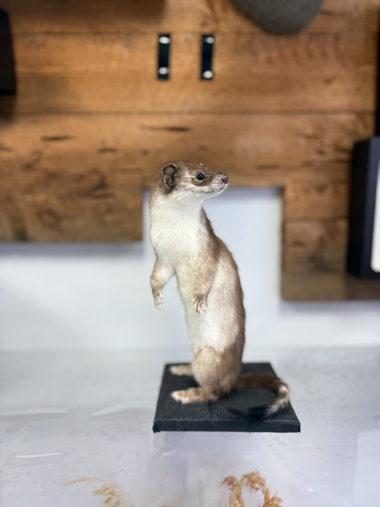 Mount - Weasel