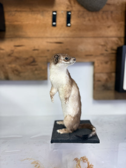 Mount - Weasel