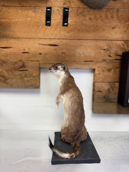 Mount - Weasel