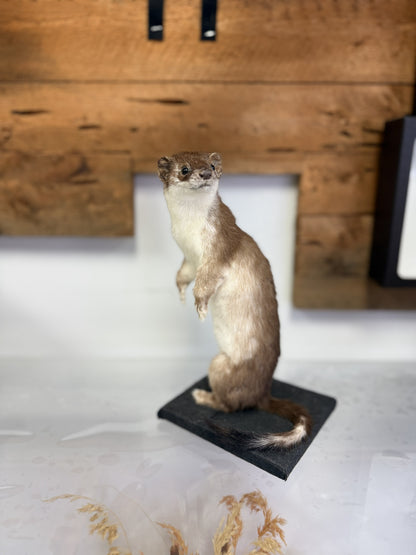 Mount - Weasel