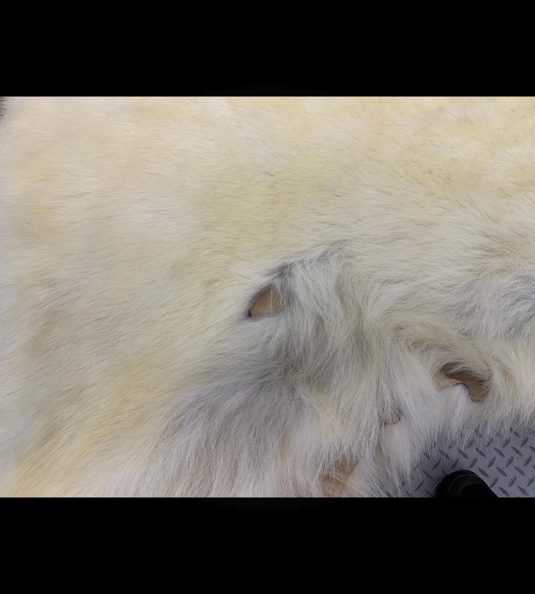 Peau - Ours Polaire #26328