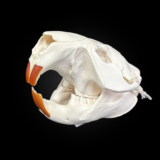 Crâne blanchi - Castor #CASTOR9