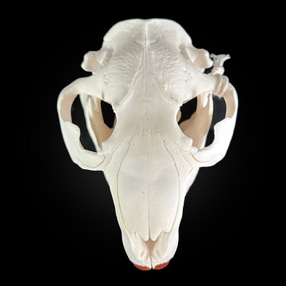 Crâne blanchi - Castor #CASTOR9