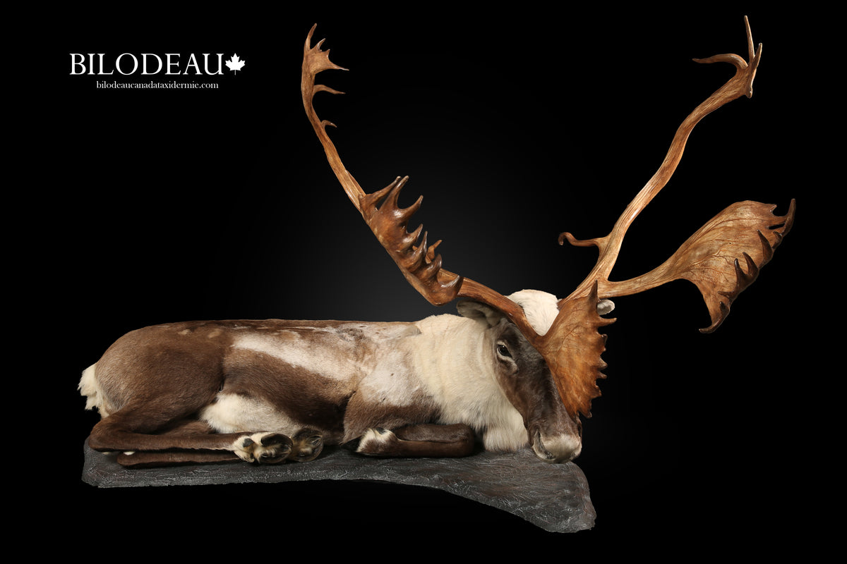 Mounts - Caribou – BILODEAU Canada Taxidermy