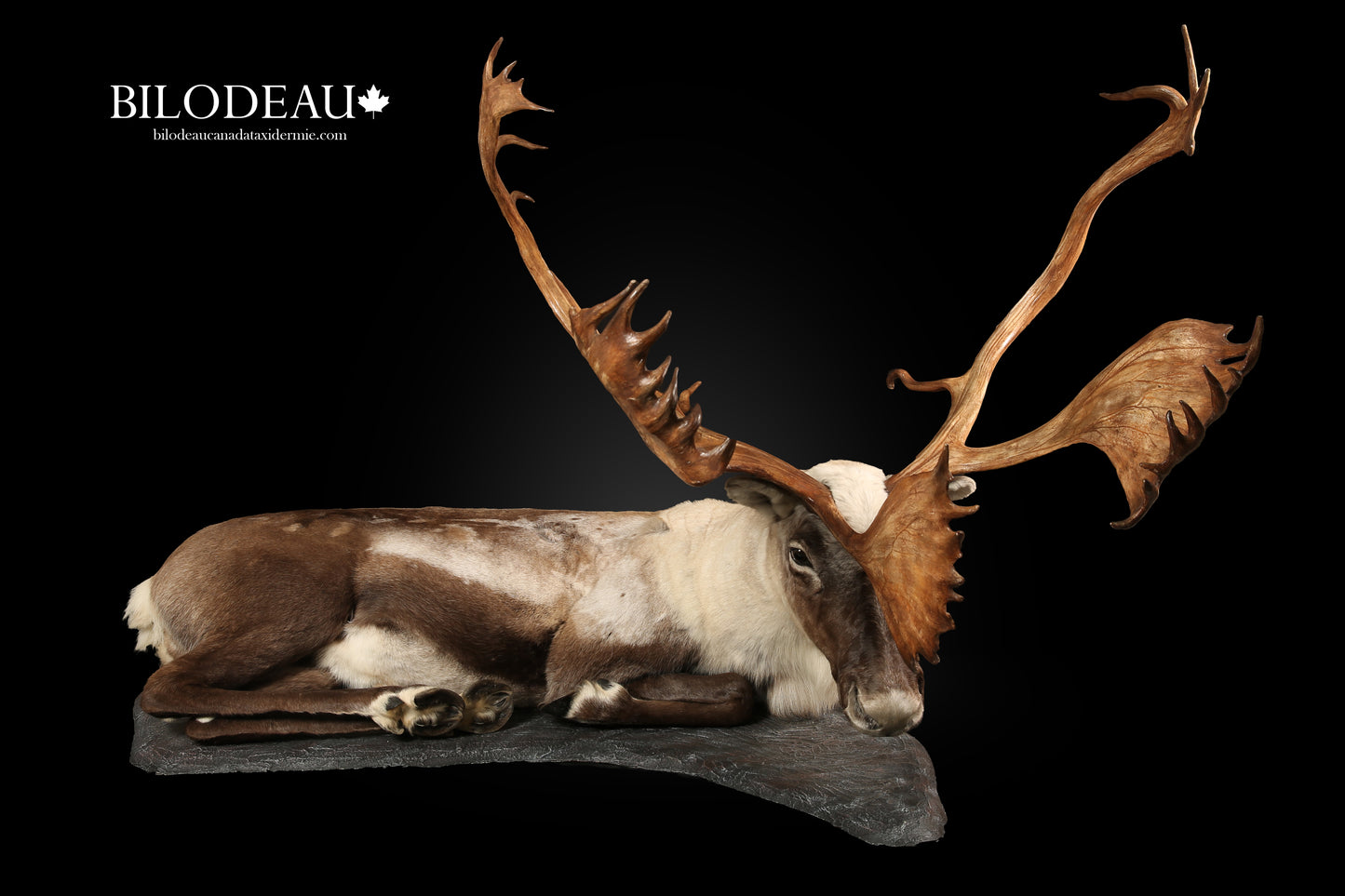 Mounts - Caribou