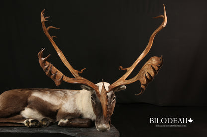 Mounts - Caribou