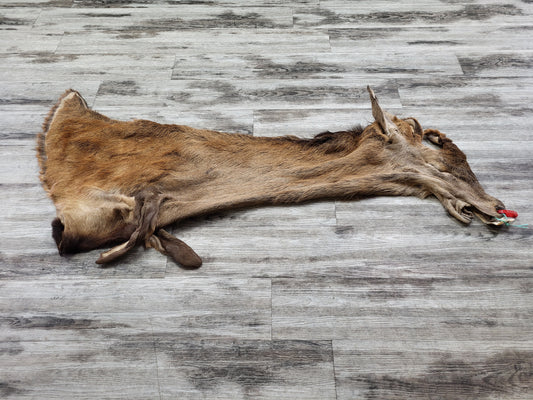 Dressed Skin - Red Deer #0000970