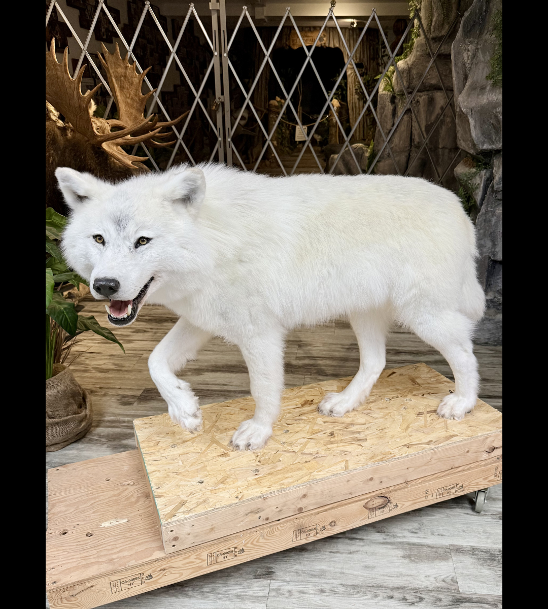 Montage - Loup Arctique
