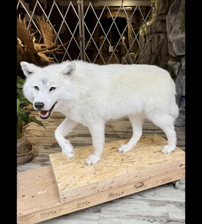 Montage - Loup Arctique