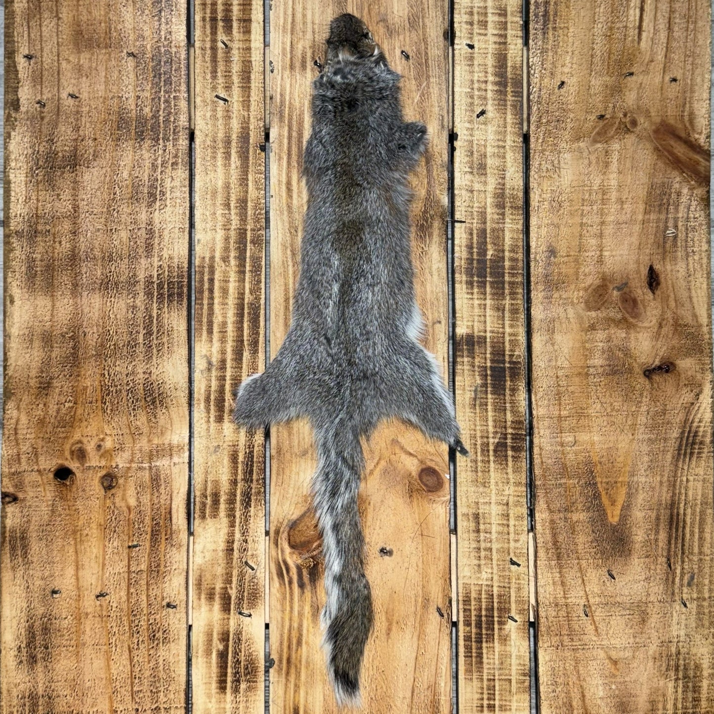 Grey Squirrel pelts