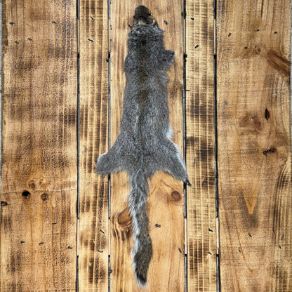 Grey Squirrel pelts