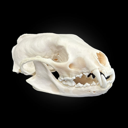 Crâne blanchi de pékan - TAGBC#0001064