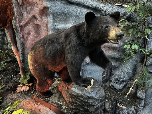 MOUNTS - BLACK BEAR