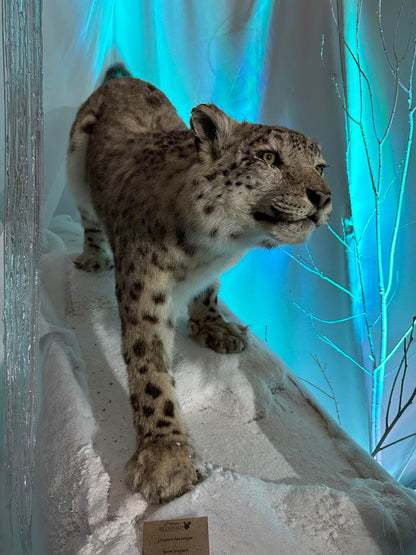 MOUNTS - SNOW LEOPARD