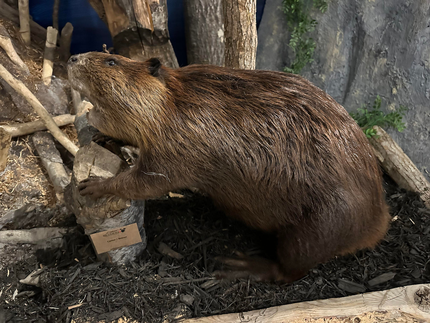 MOUNTS - BEAVER