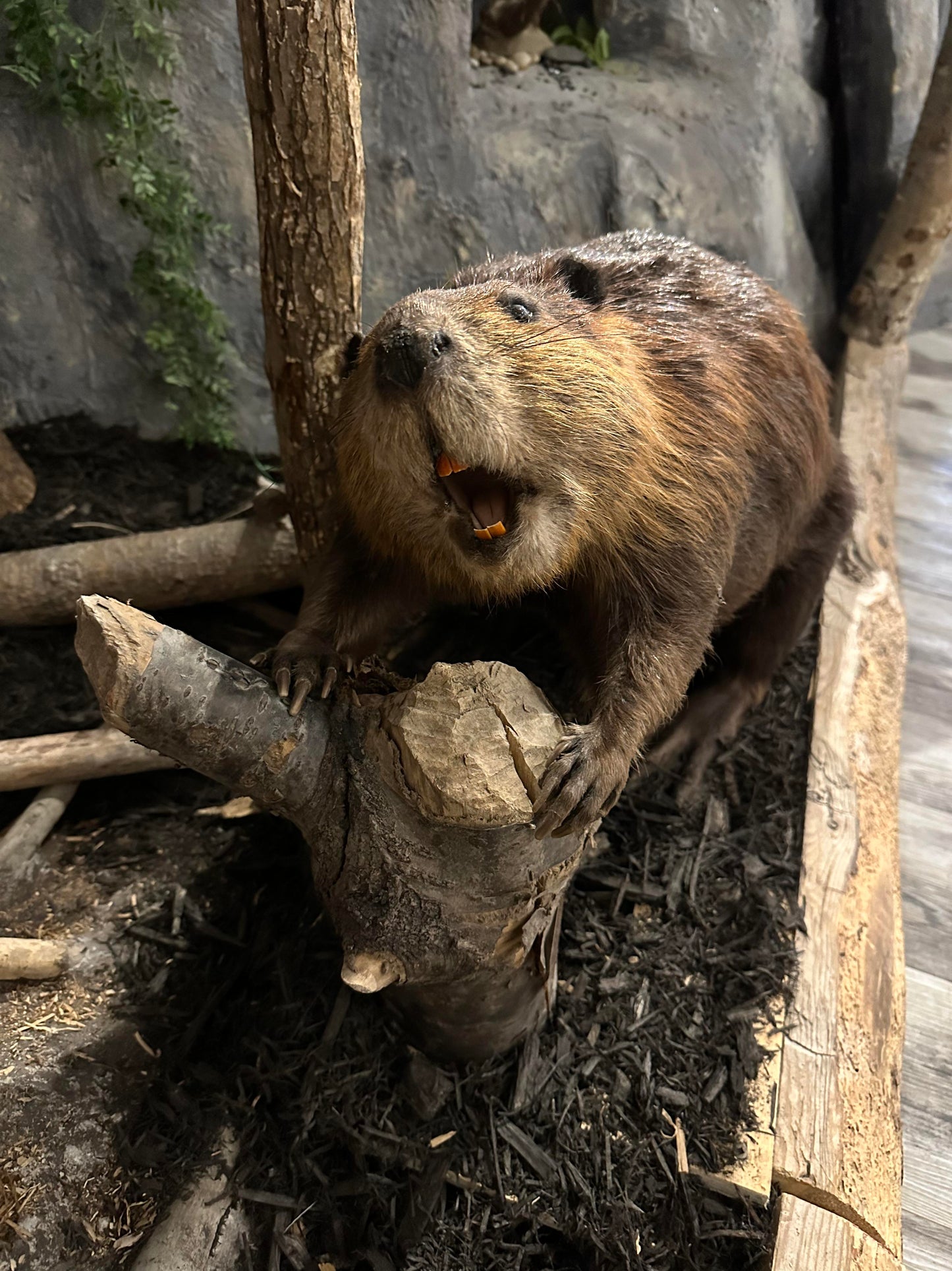 MOUNTS - BEAVER