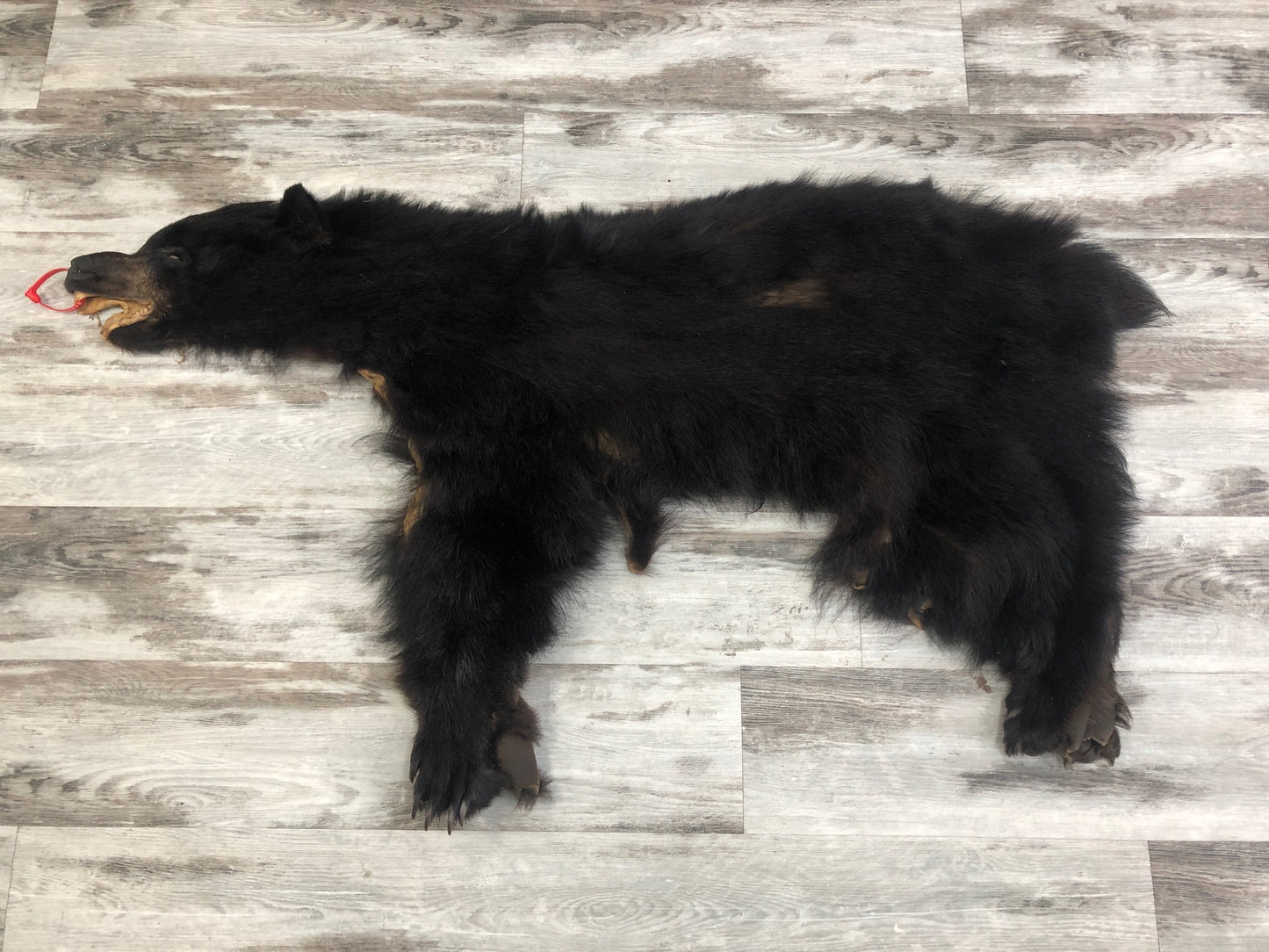 Peaux - Ours Noir #0000599