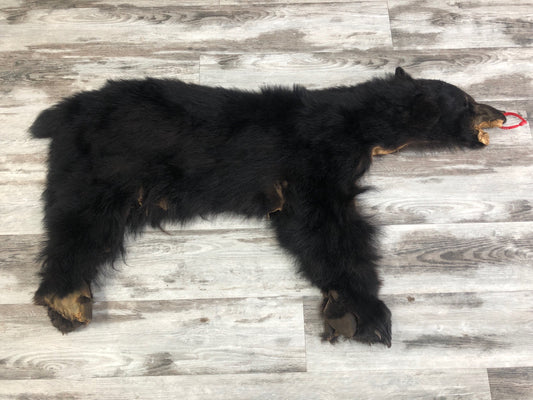 Peaux - Ours Noir #0000599