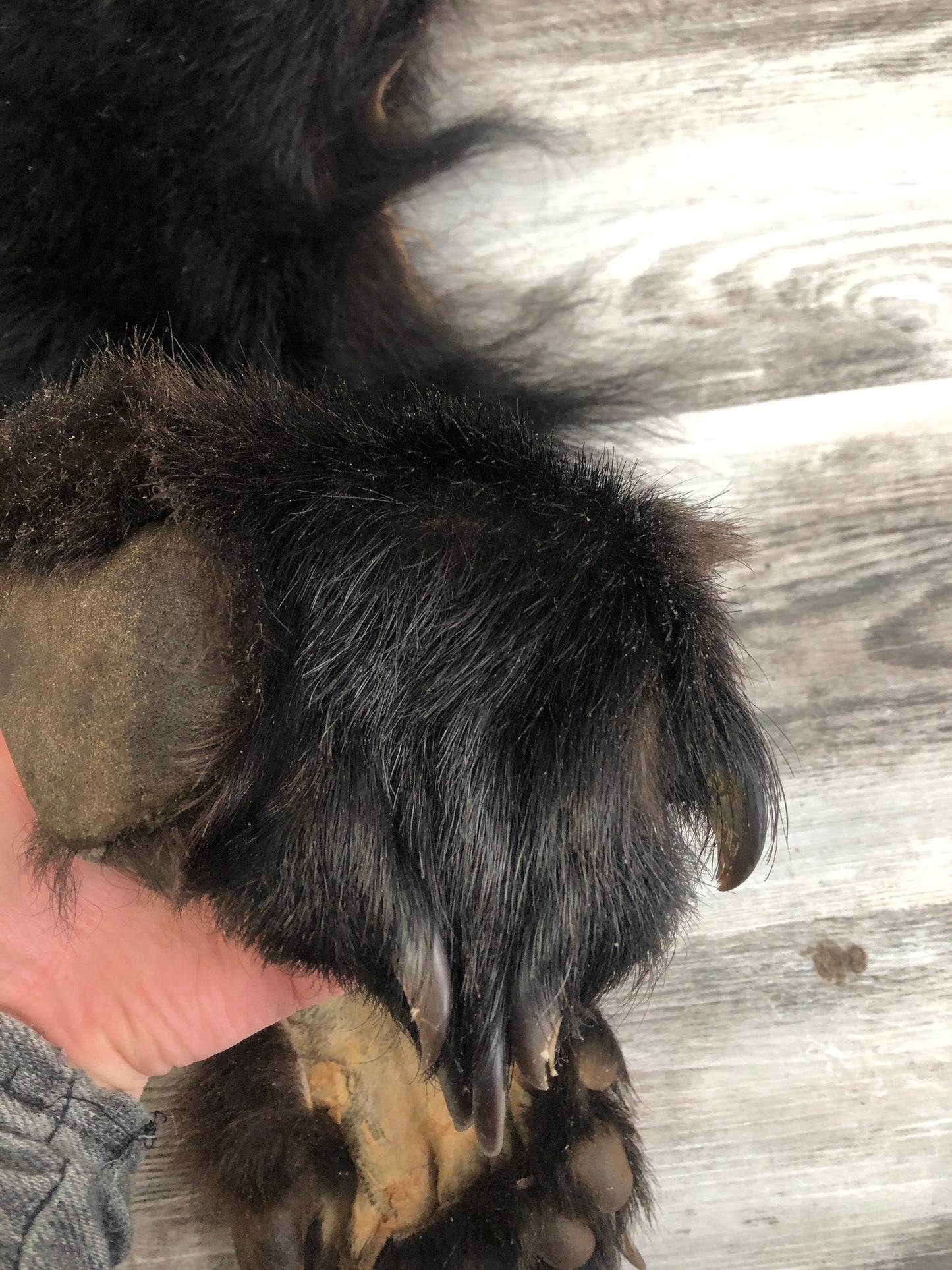 Peaux - Ours Noir #0000599