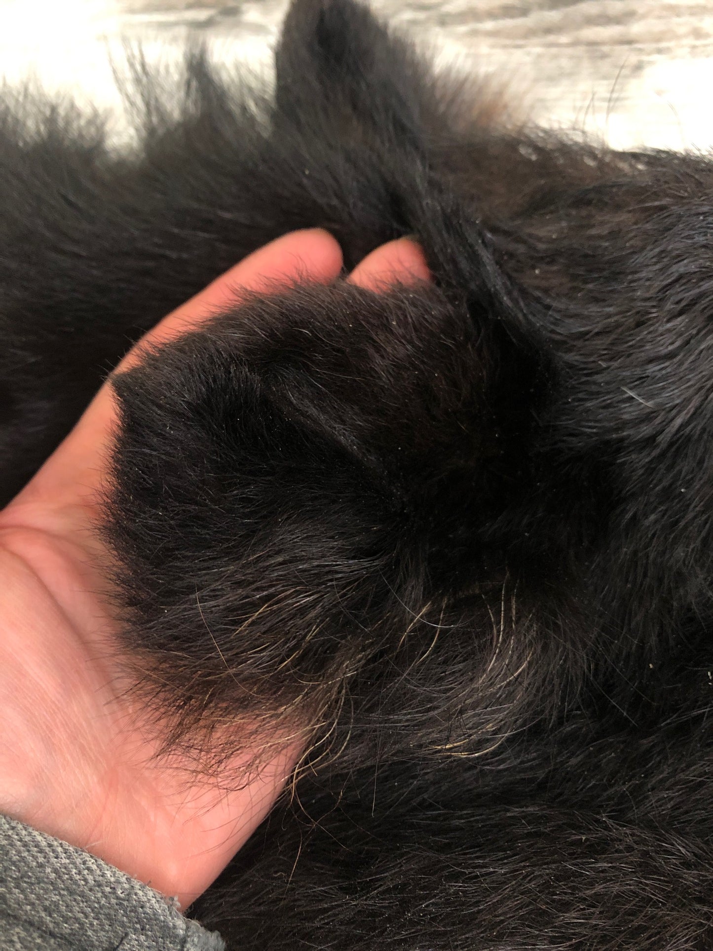 Peaux - Ours Noir #0000599