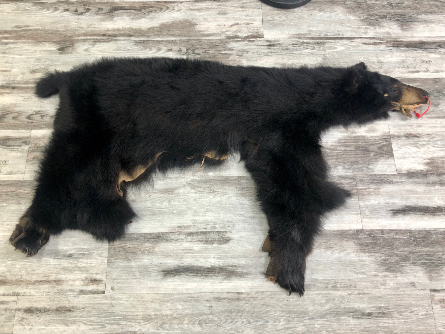 Peaux - Ours noir #0000625