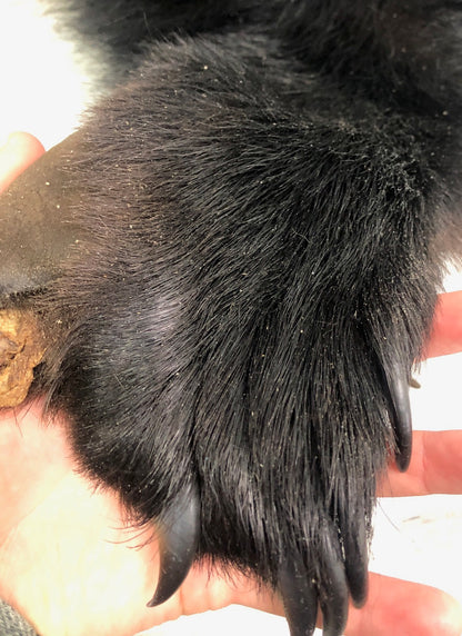 Peaux - Ours noir #0000625