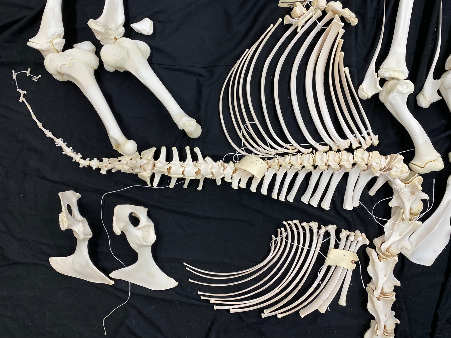 Squelette Complet - Girafe
