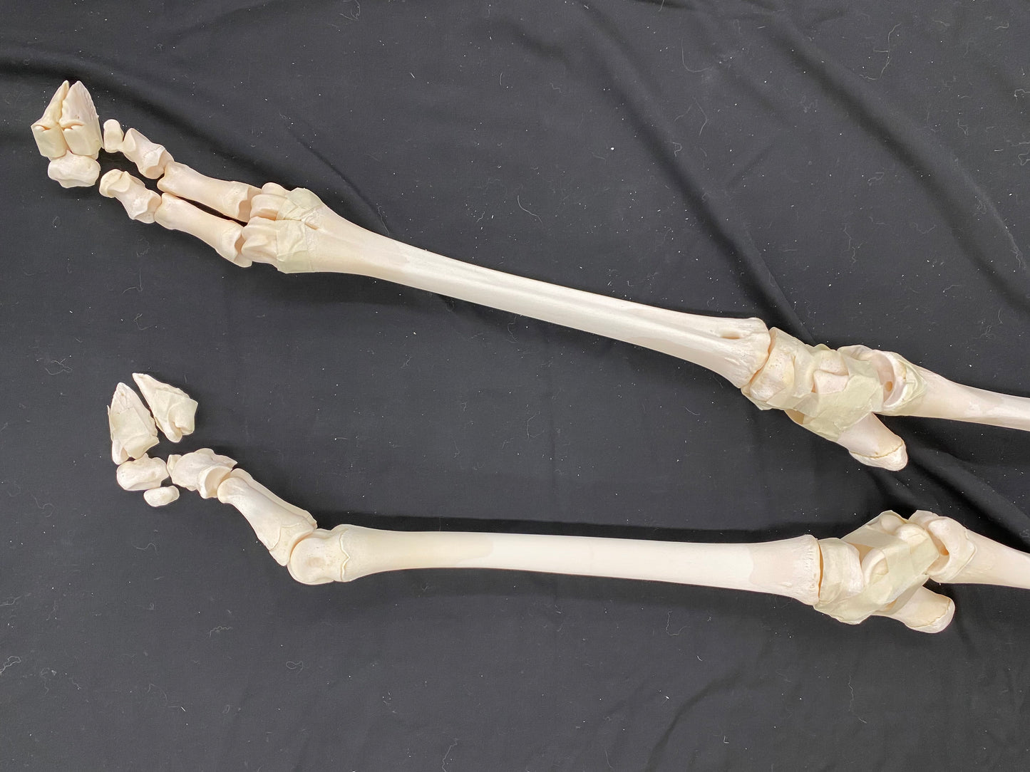 Squelette Complet - Girafe