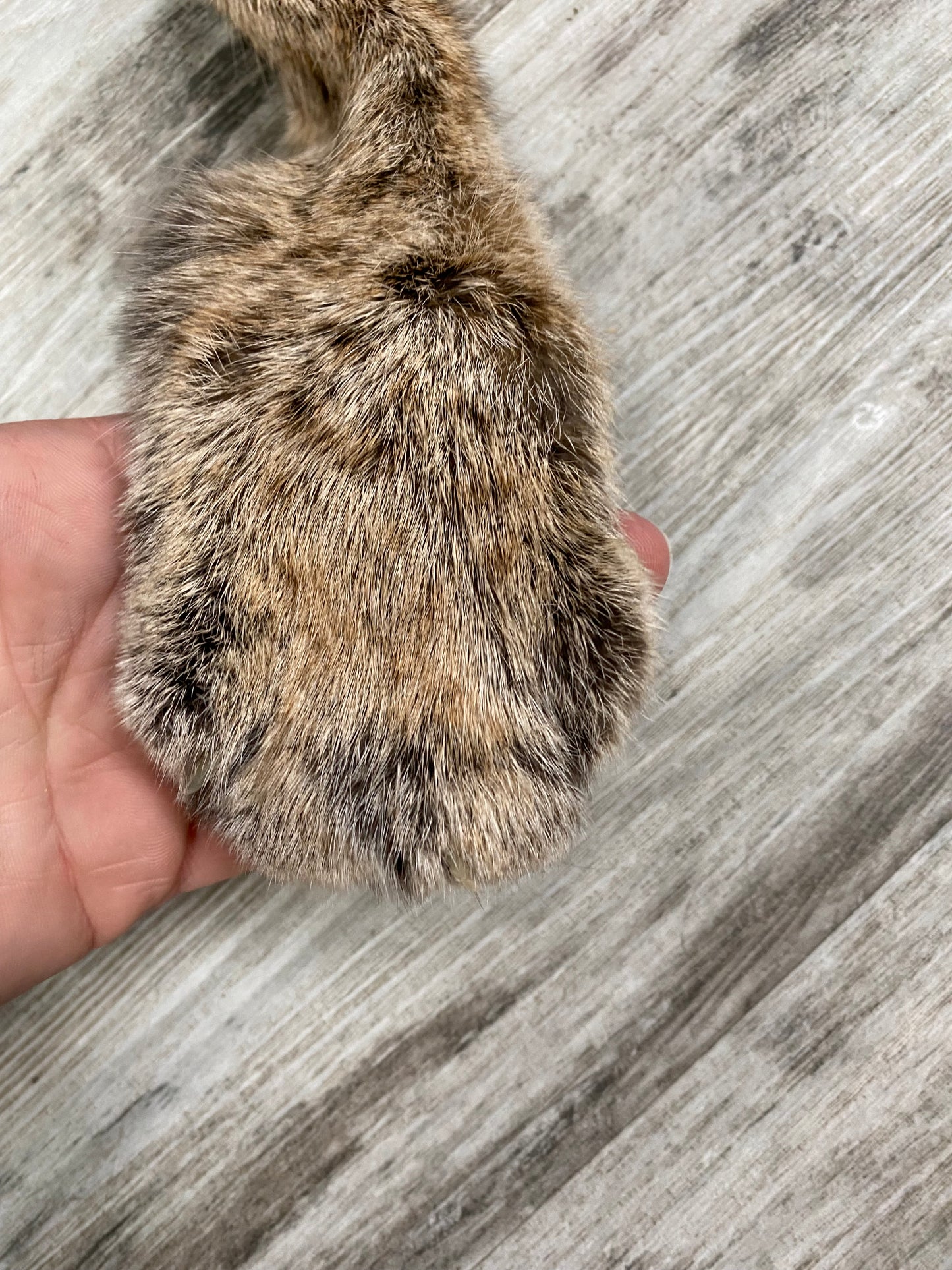 Dressed Skin - Bobcat #0000755