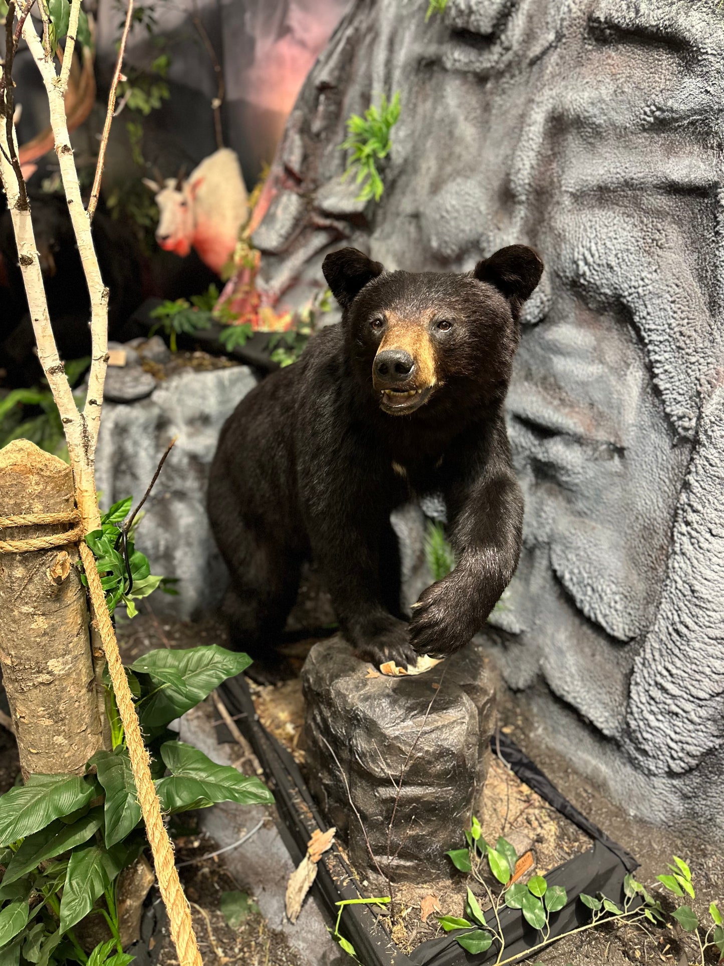 Mounts - Black Bear