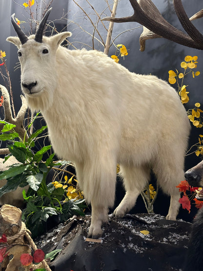 Mounts - Mountain Goat