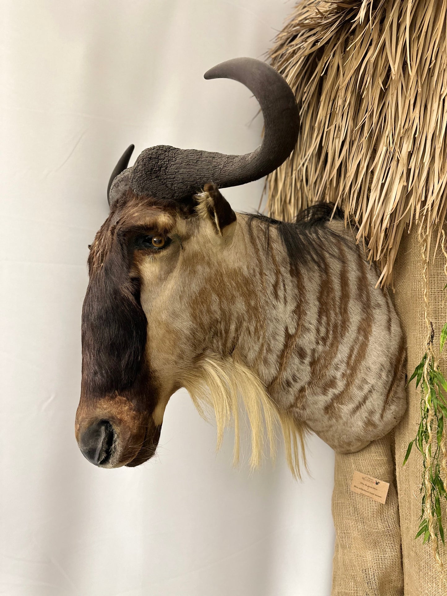 Shoulder Mounts - Blue Wildebeest