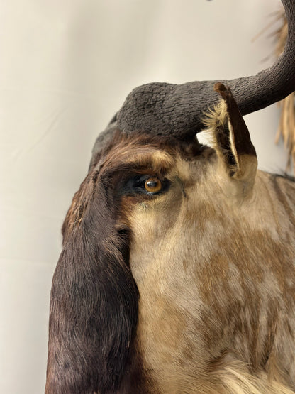 Shoulder Mounts - Blue Wildebeest