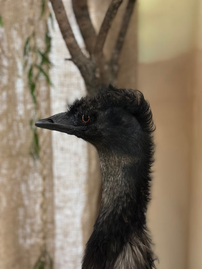 Mounts - Emu