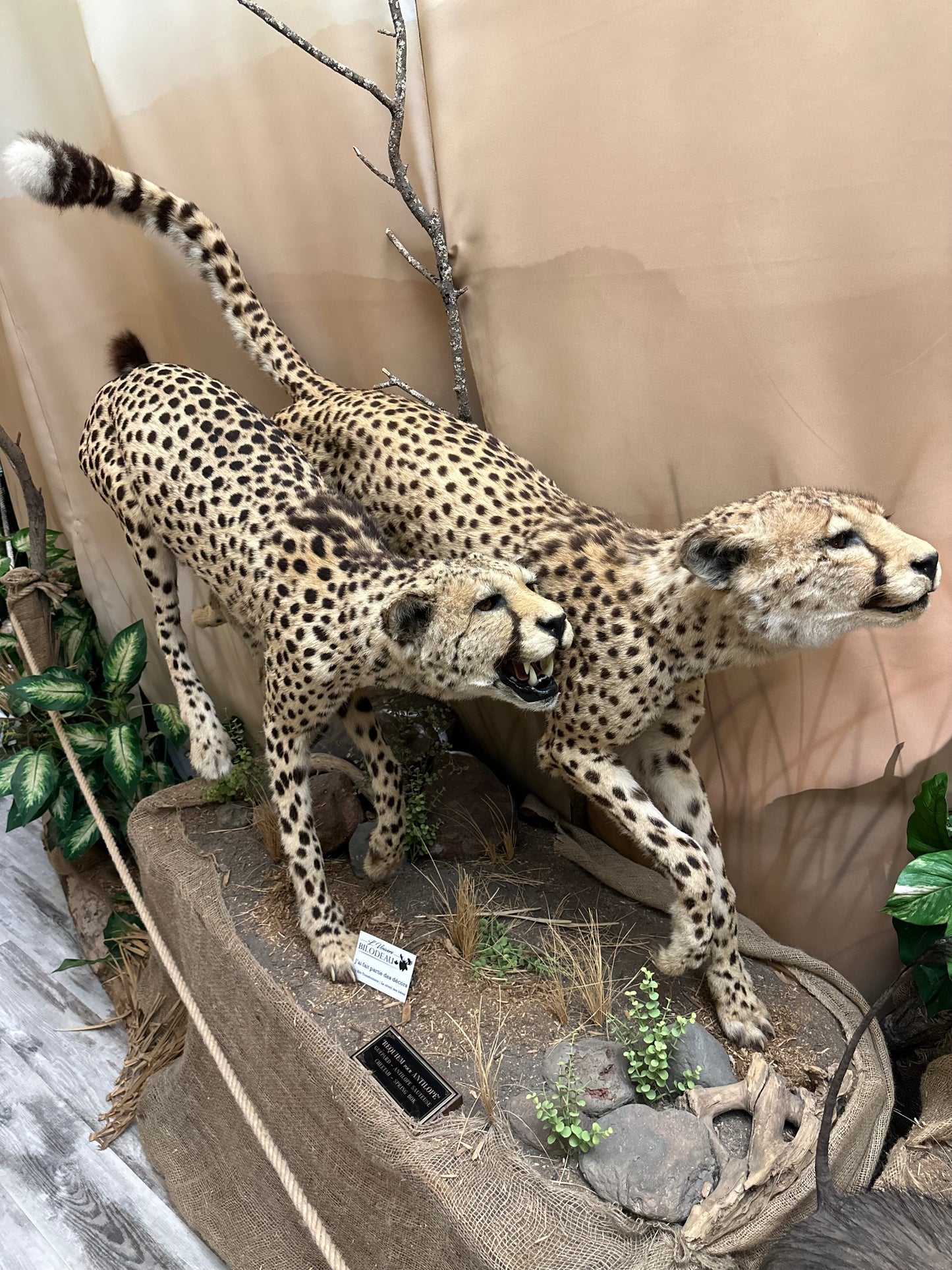 Mounts - Cheetah