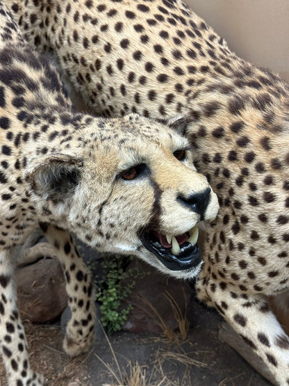 Mounts - Cheetah