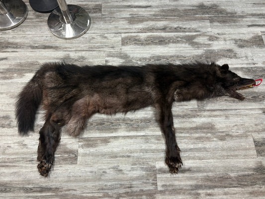 Peau - Loup noir #0001329