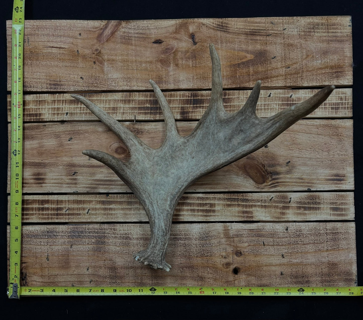 Antlers - Shed antler for rattling #2