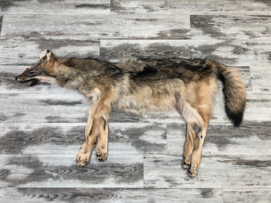 Peau - Loup des bois #0000485