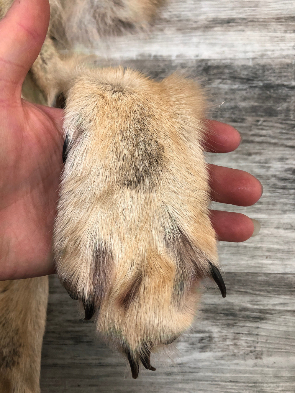 Peau - Loup des bois #0000485