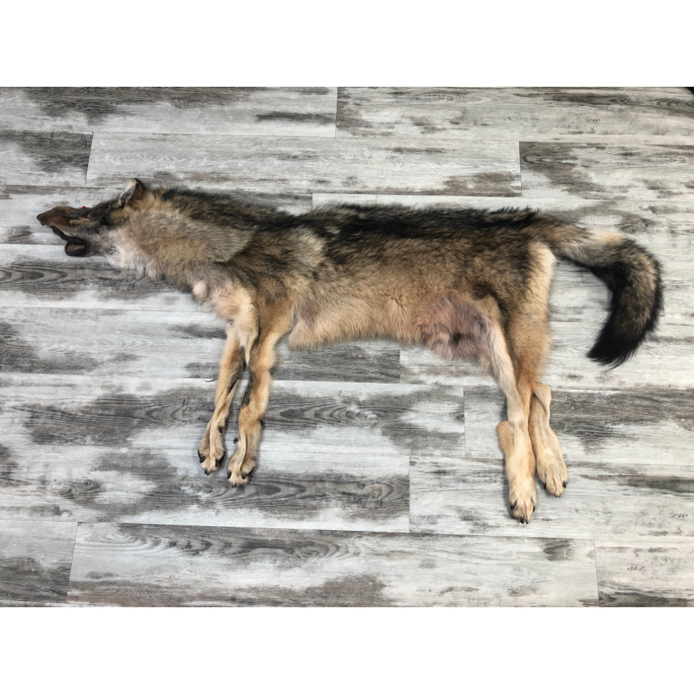 DRESSED SKIN TIMBER WOLF #0000486