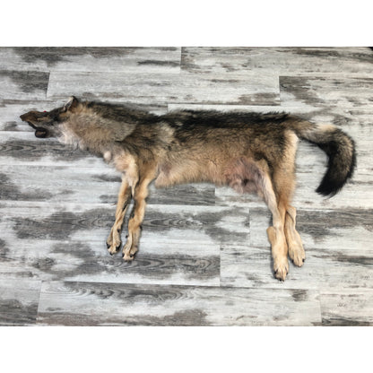 DRESSED SKIN TIMBER WOLF #0000486